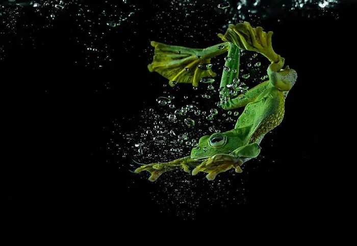 This Photographer Photographs Frogs Like You've Never Seen Before (37 Pics)