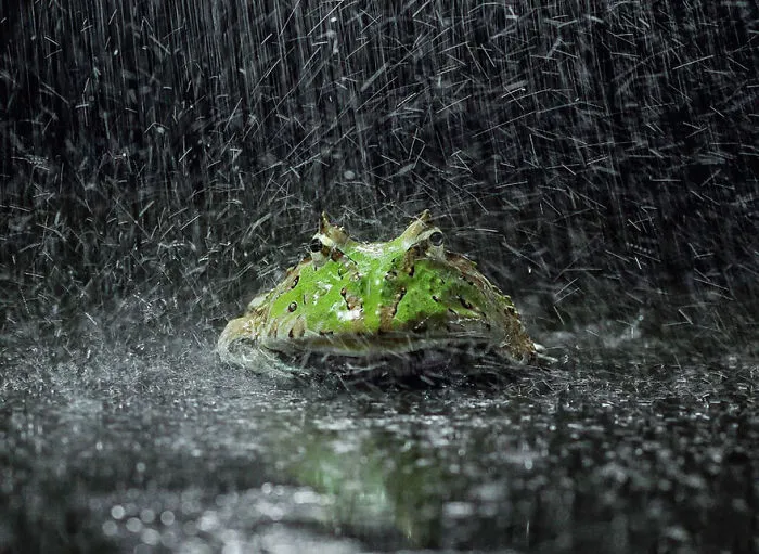 This Photographer Photographs Frogs Like You've Never Seen Before (37 Pics)