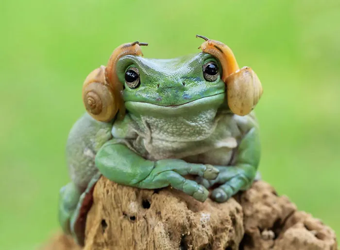 This Photographer Photographs Frogs Like You've Never Seen Before (37 Pics)