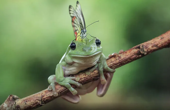 This Photographer Photographs Frogs Like You've Never Seen Before (37 Pics)