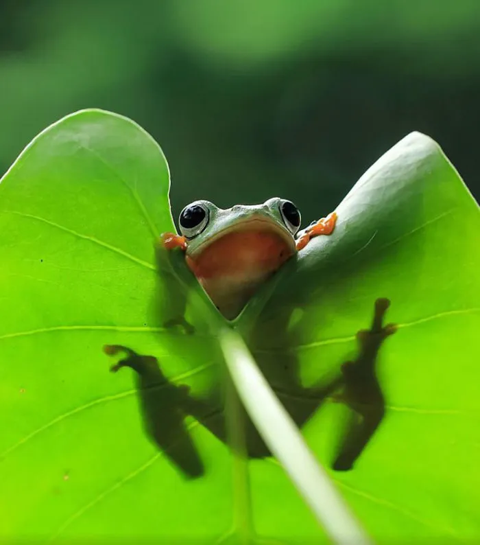 This Photographer Photographs Frogs Like You've Never Seen Before (37 Pics)
