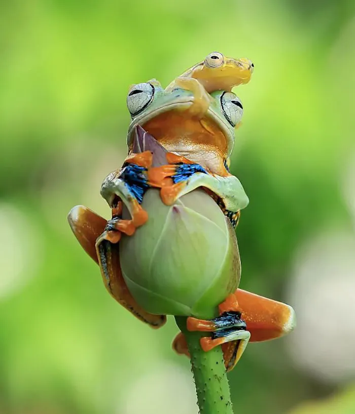 This Photographer Photographs Frogs Like You've Never Seen Before (37 Pics)