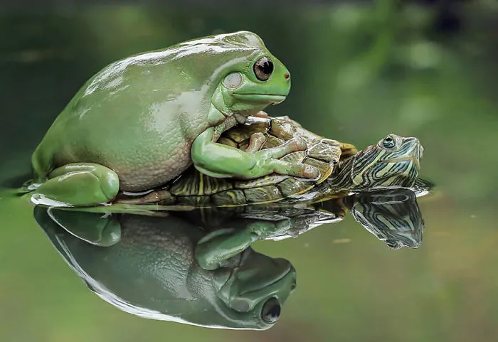 This Photographer Photographs Frogs Like You've Never Seen Before (37 Pics)