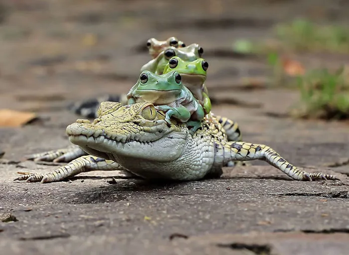 This Photographer Photographs Frogs Like You've Never Seen Before (37 Pics)