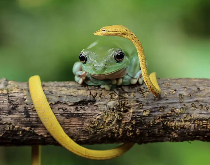 This Photographer Photographs Frogs Like You've Never Seen Before (37 Pics)