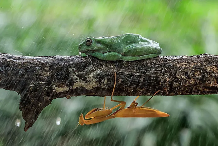 This Photographer Photographs Frogs Like You've Never Seen Before (37 Pics)
