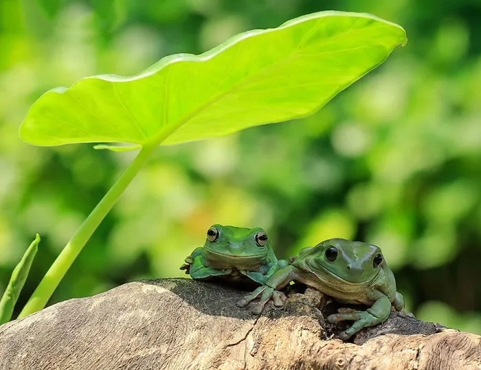 This Photographer Photographs Frogs Like You've Never Seen Before (37 Pics)