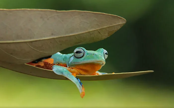 This Photographer Photographs Frogs Like You've Never Seen Before (37 Pics)