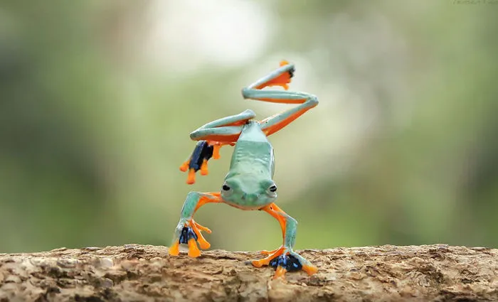 This Photographer Photographs Frogs Like You've Never Seen Before (37 Pics)