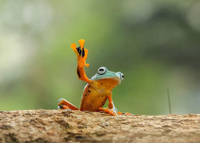 This Photographer Photographs Frogs Like You've Never Seen Before (37 Pics)