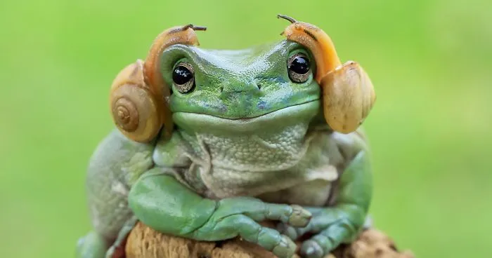 This Photographer Photographs Frogs Like You've Never Seen Before (37 Pics)