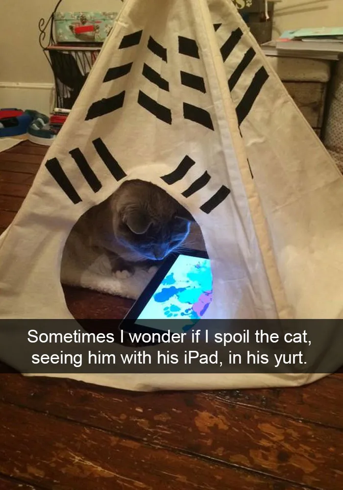 62 Hilarious Cat Snapchats That You Need To See Right Meow