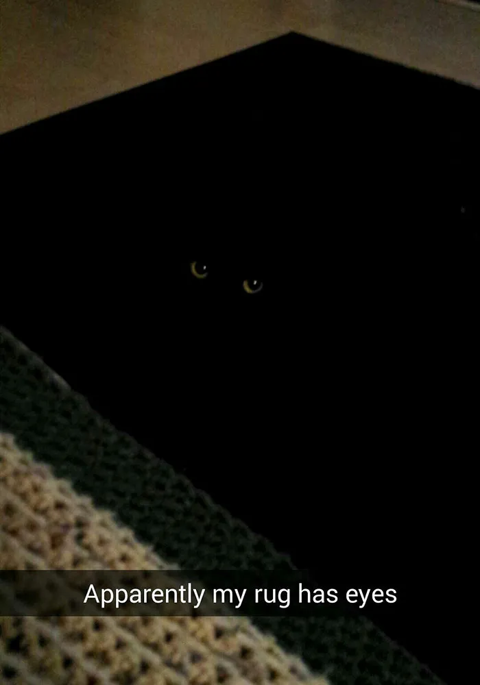 62 Hilarious Cat Snapchats That You Need To See Right Meow