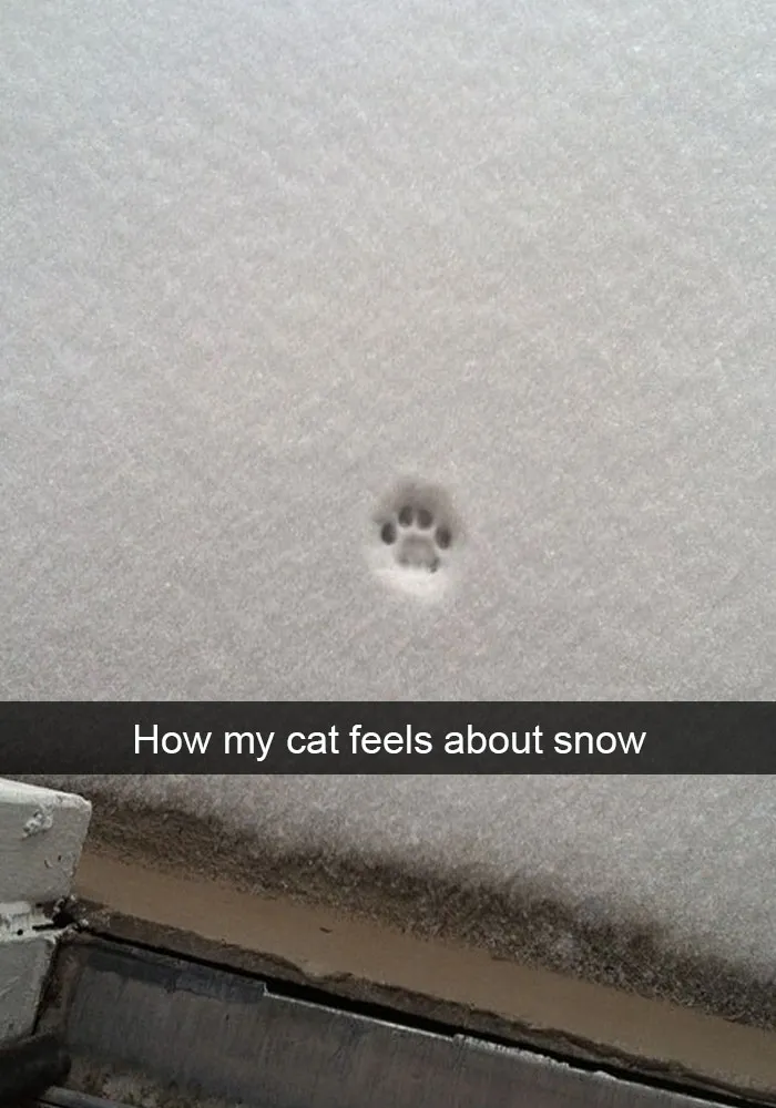 62 Hilarious Cat Snapchats That You Need To See Right Meow