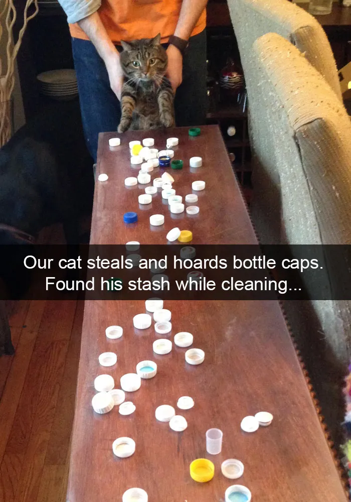 62 Hilarious Cat Snapchats That You Need To See Right Meow