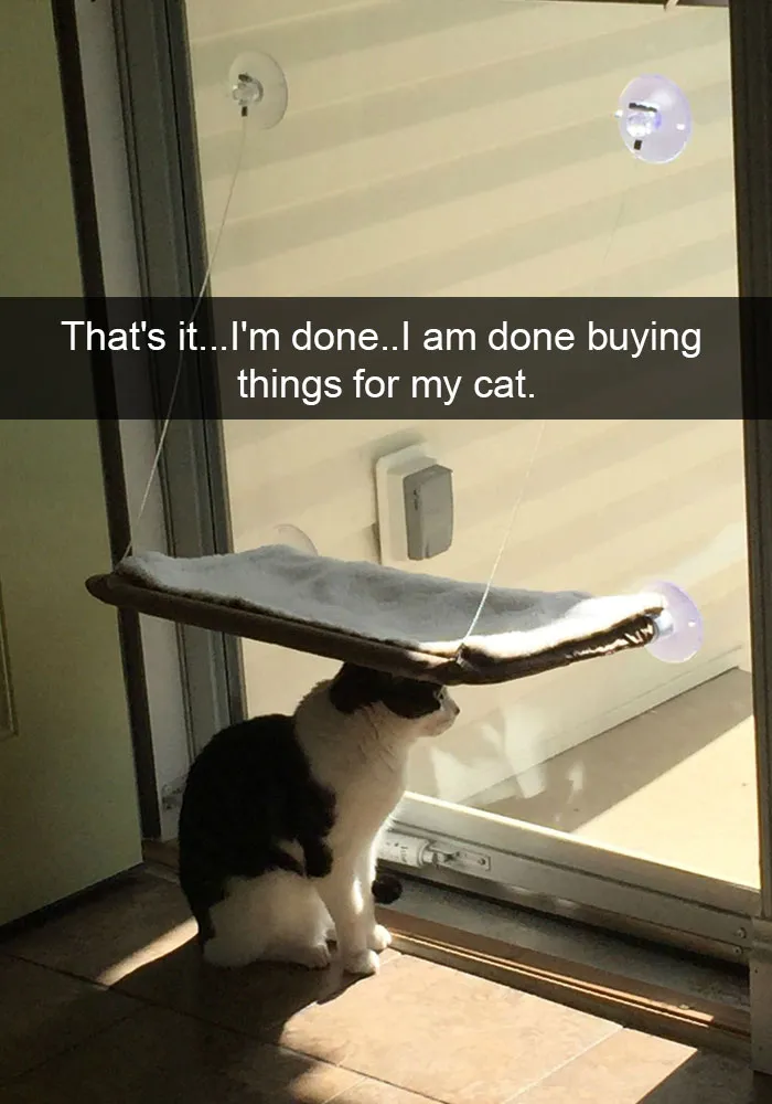 62 Hilarious Cat Snapchats That You Need To See Right Meow