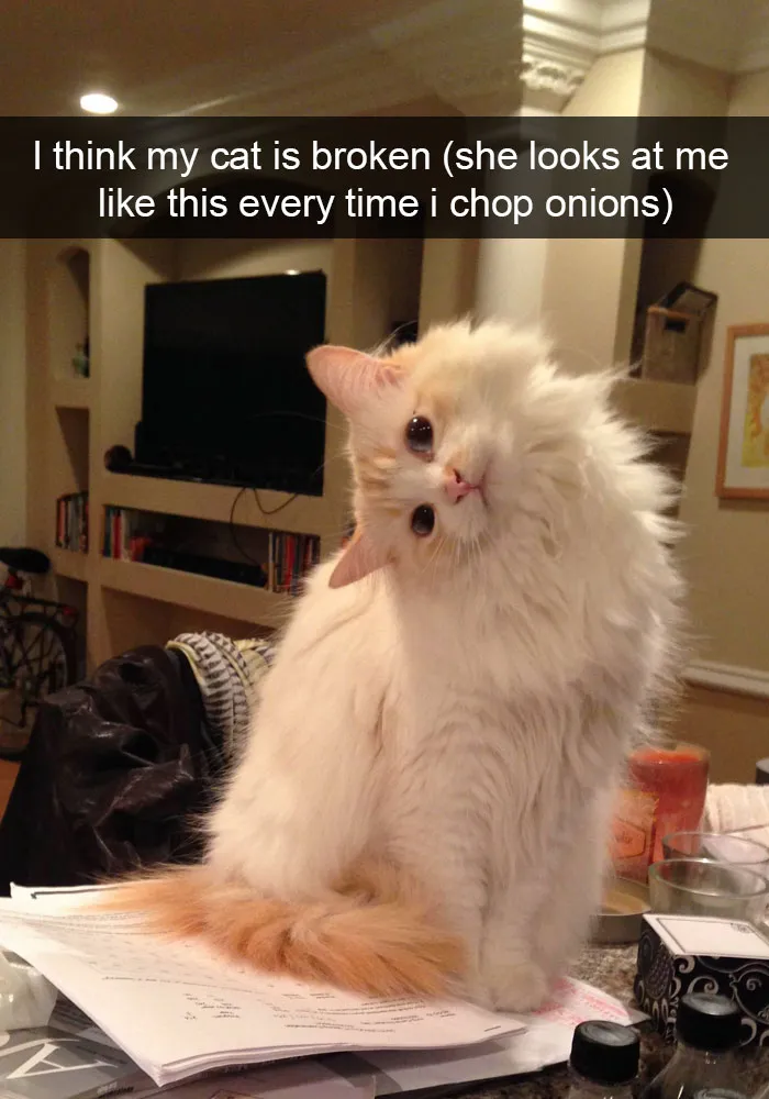 62 Hilarious Cat Snapchats That You Need To See Right Meow