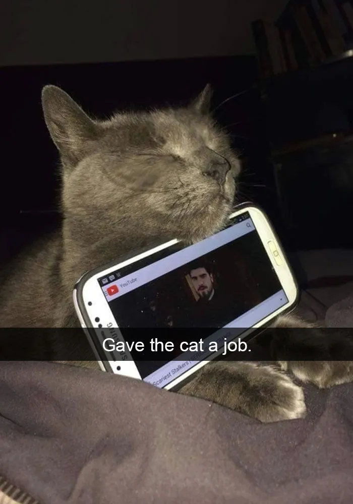 62 Hilarious Cat Snapchats That You Need To See Right Meow