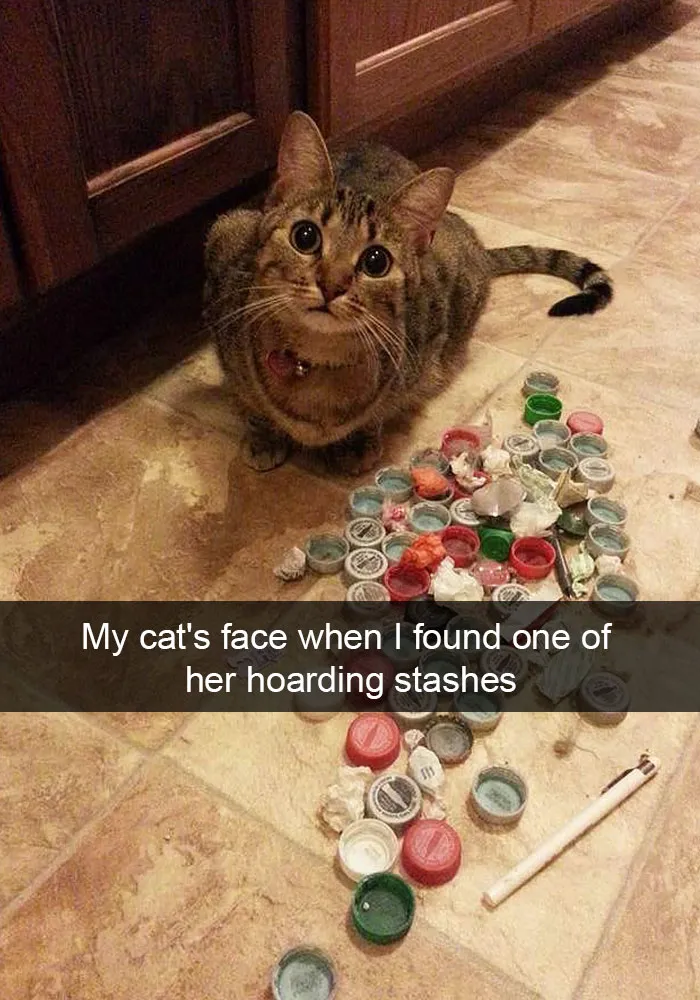 62 Hilarious Cat Snapchats That You Need To See Right Meow