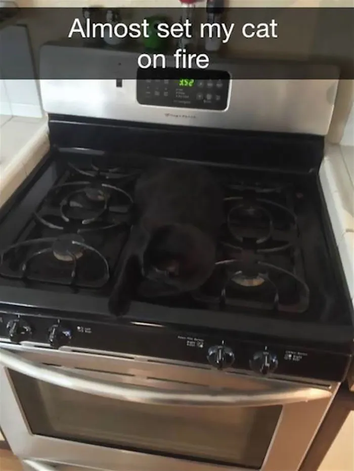 62 Hilarious Cat Snapchats That You Need To See Right Meow