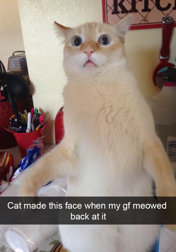 62 Hilarious Cat Snapchats That You Need To See Right Meow