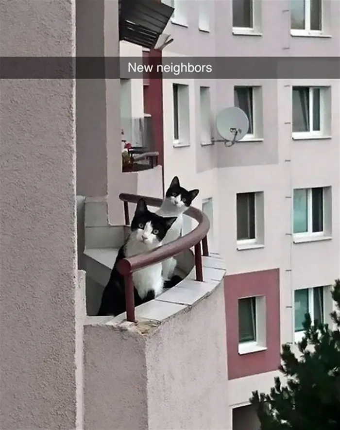 62 Hilarious Cat Snapchats That You Need To See Right Meow