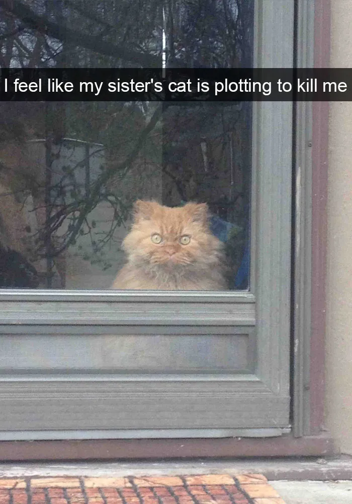 62 Hilarious Cat Snapchats That You Need To See Right Meow