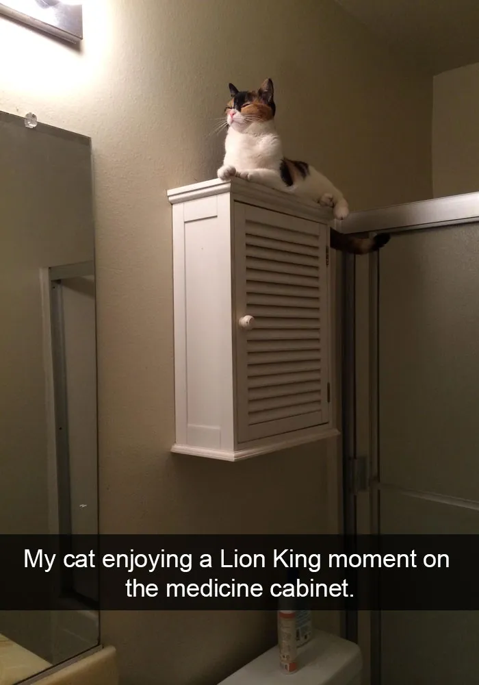 62 Hilarious Cat Snapchats That You Need To See Right Meow