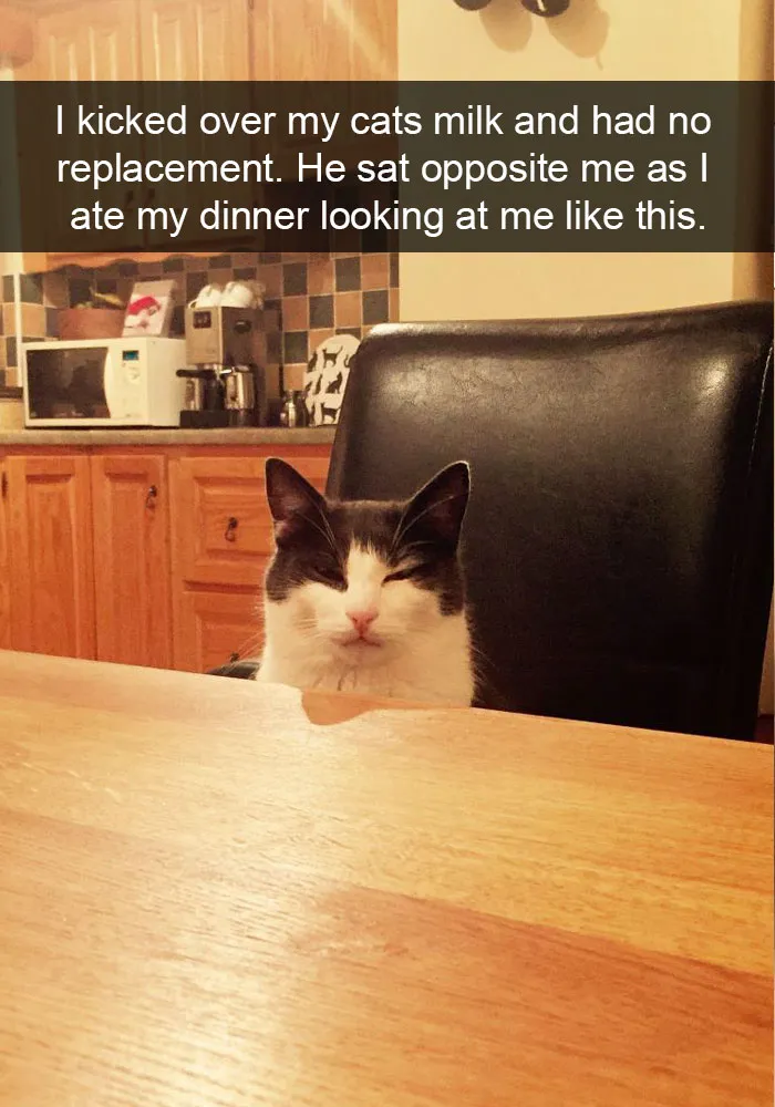 62 Hilarious Cat Snapchats That You Need To See Right Meow