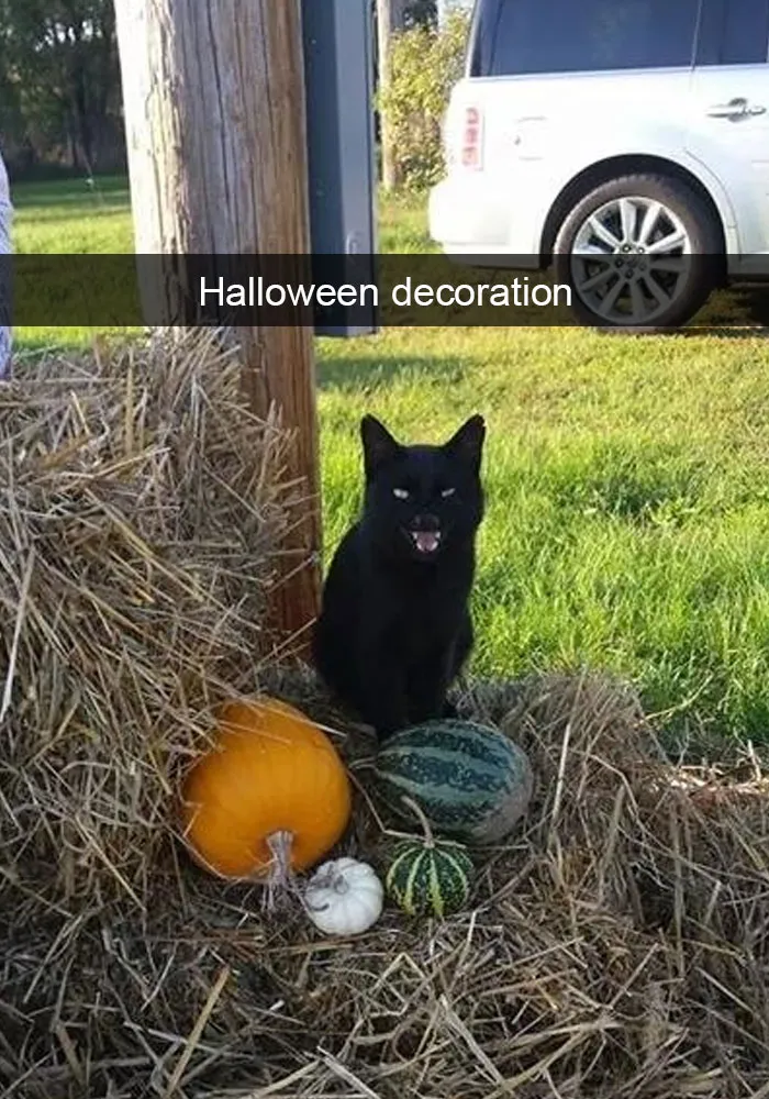 62 Hilarious Cat Snapchats That You Need To See Right Meow