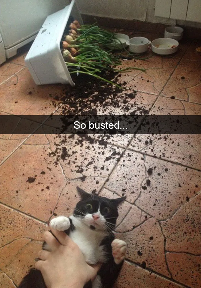 62 Hilarious Cat Snapchats That You Need To See Right Meow