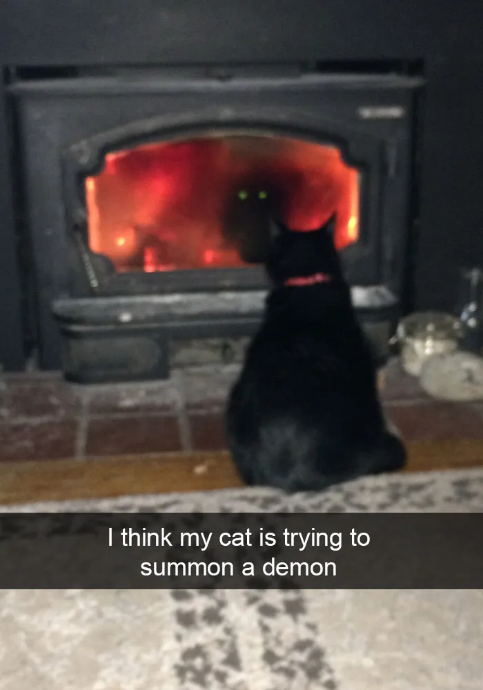 62 Hilarious Cat Snapchats That You Need To See Right Meow