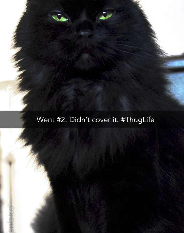 62 Hilarious Cat Snapchats That You Need To See Right Meow