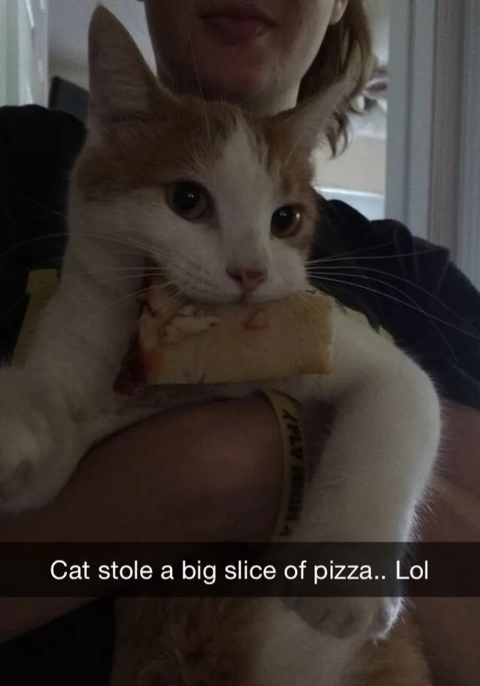62 Hilarious Cat Snapchats That You Need To See Right Meow
