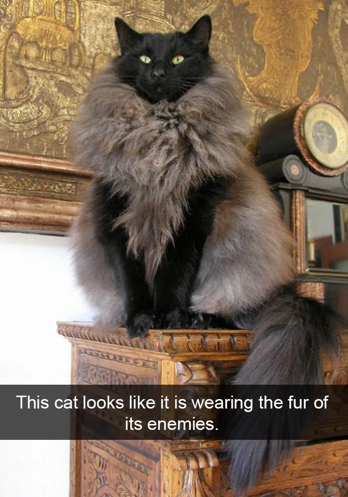 62 Hilarious Cat Snapchats That You Need To See Right Meow