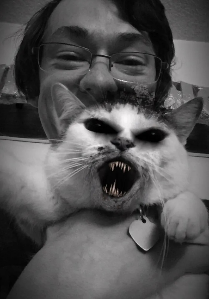 62 Hilarious Cat Snapchats That You Need To See Right Meow