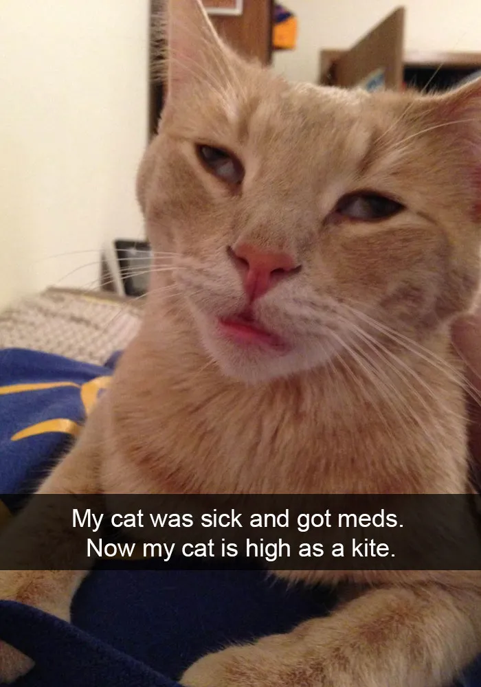 62 Hilarious Cat Snapchats That You Need To See Right Meow