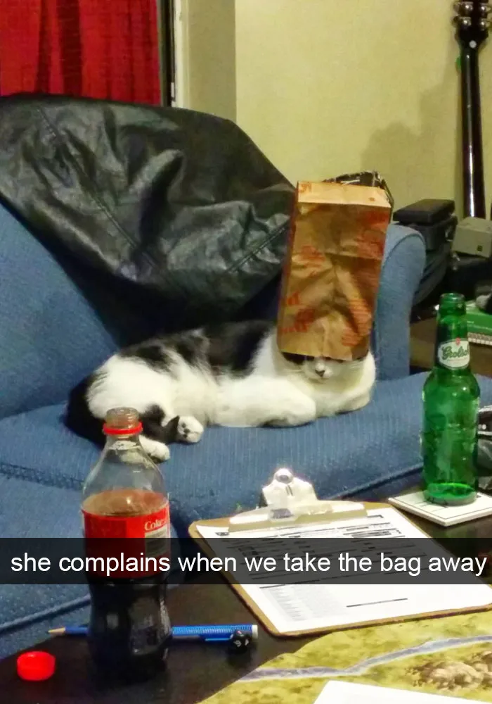 62 Hilarious Cat Snapchats That You Need To See Right Meow