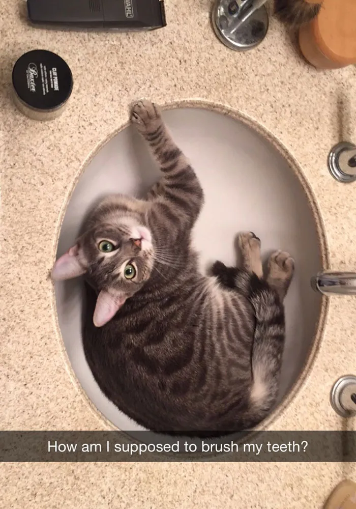 62 Hilarious Cat Snapchats That You Need To See Right Meow