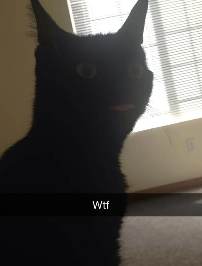 62 Hilarious Cat Snapchats That You Need To See Right Meow