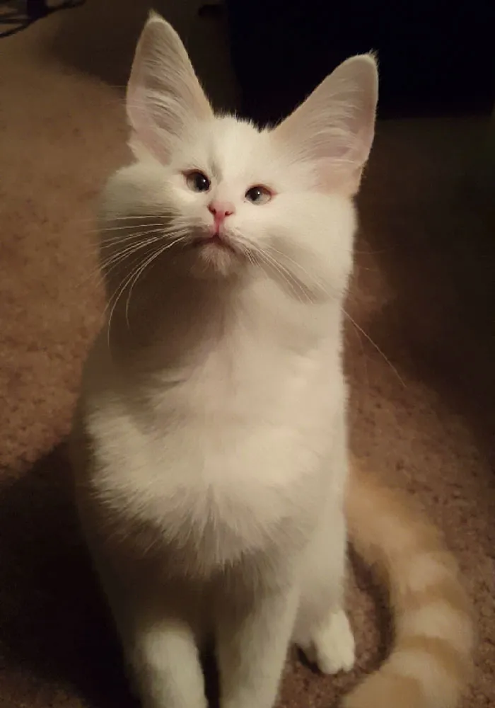 62 Hilarious Cat Snapchats That You Need To See Right Meow