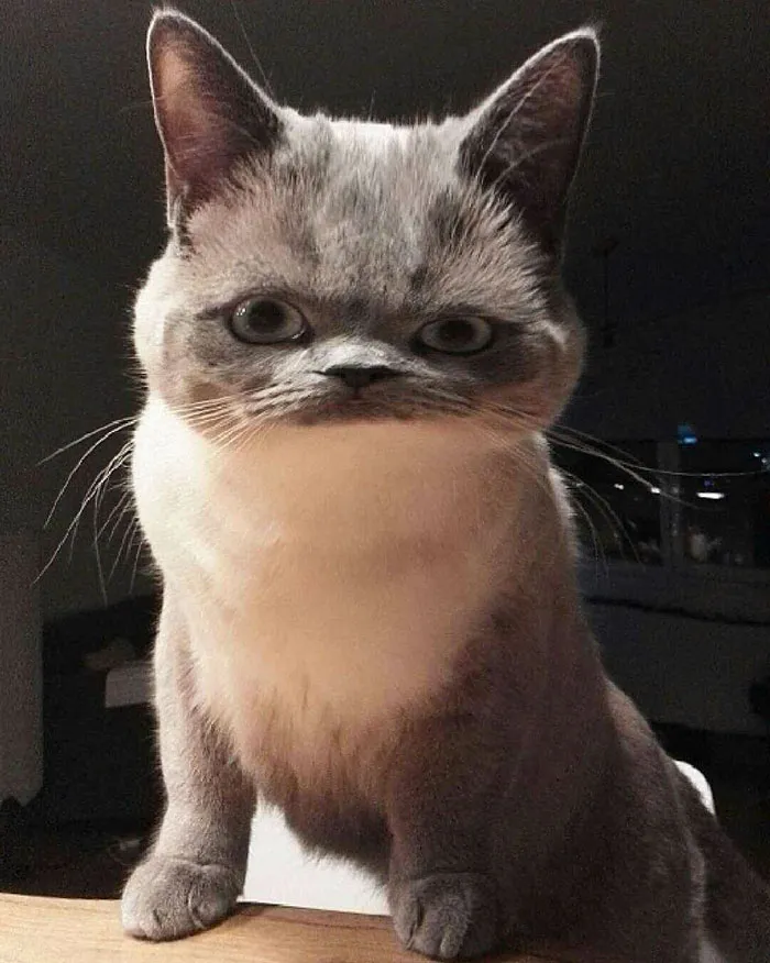 62 Hilarious Cat Snapchats That You Need To See Right Meow