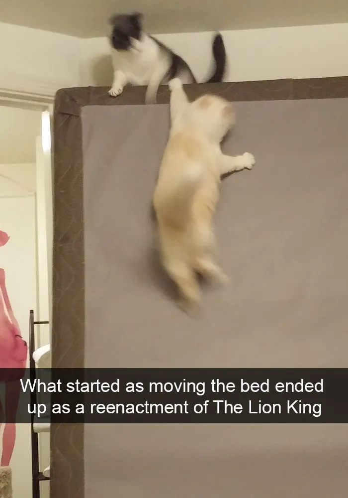 62 Hilarious Cat Snapchats That You Need To See Right Meow