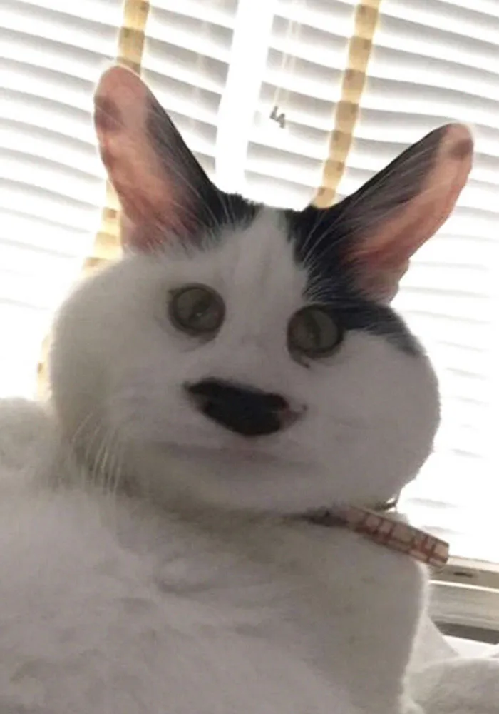 62 Hilarious Cat Snapchats That You Need To See Right Meow