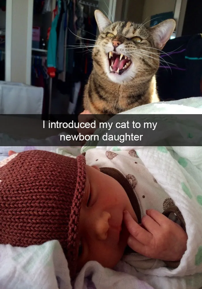 62 Hilarious Cat Snapchats That You Need To See Right Meow