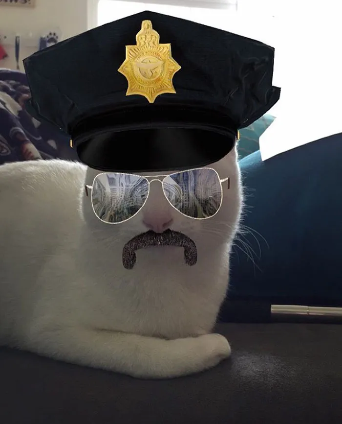 62 Hilarious Cat Snapchats That You Need To See Right Meow