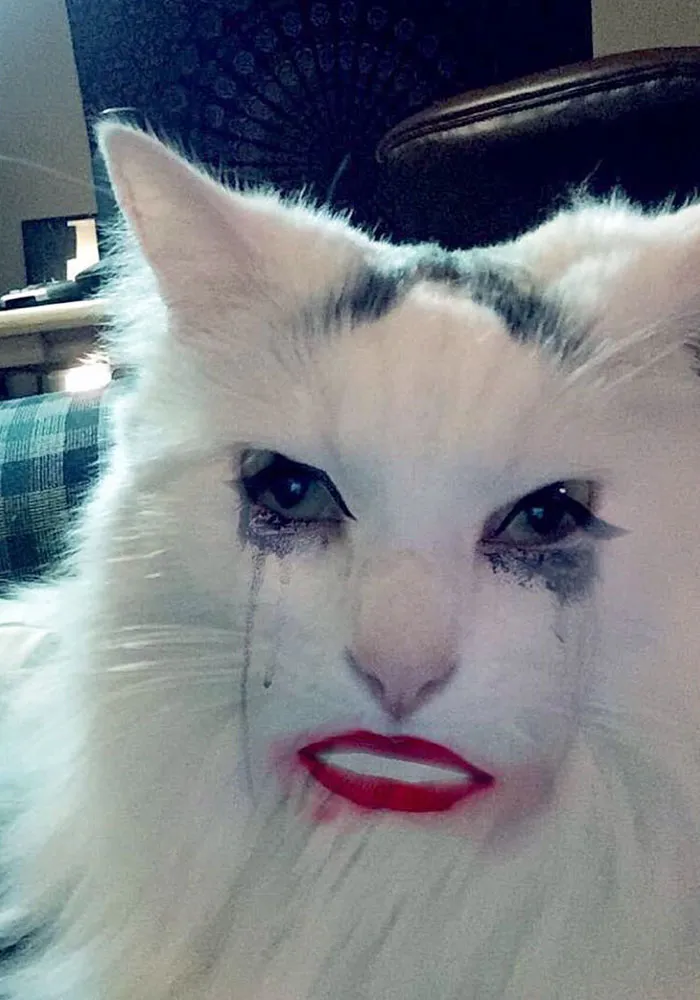62 Hilarious Cat Snapchats That You Need To See Right Meow