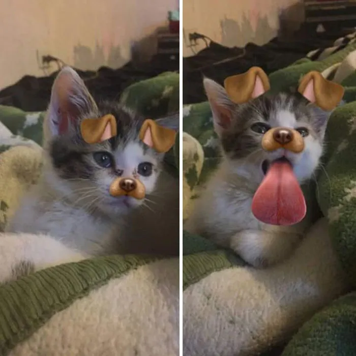 62 Hilarious Cat Snapchats That You Need To See Right Meow