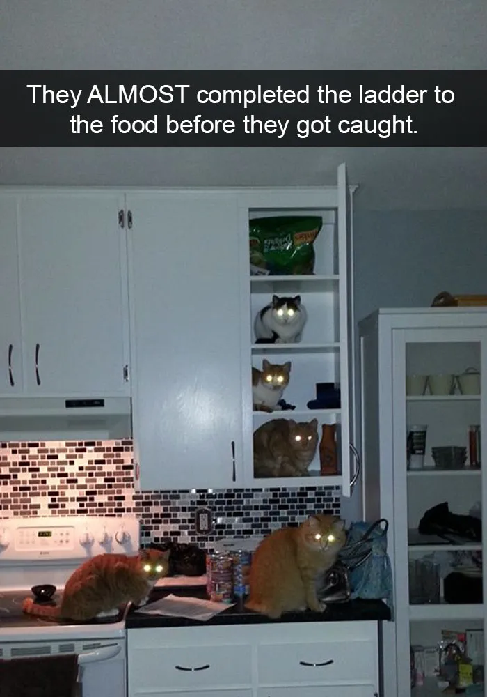 62 Hilarious Cat Snapchats That You Need To See Right Meow