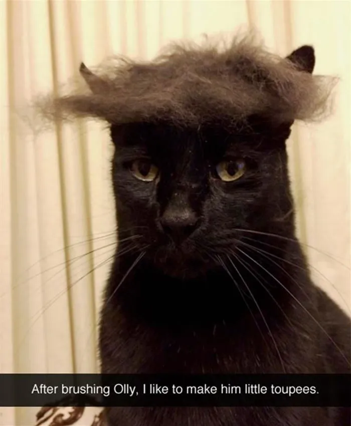 62 Hilarious Cat Snapchats That You Need To See Right Meow
